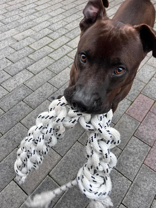 NIGEL CERCA FAMIGLIA Foto 2